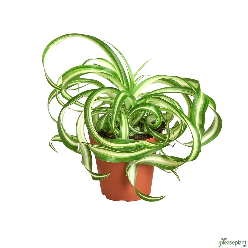 Baby Plants! Propagating Curly Spider Plant 'Pups'