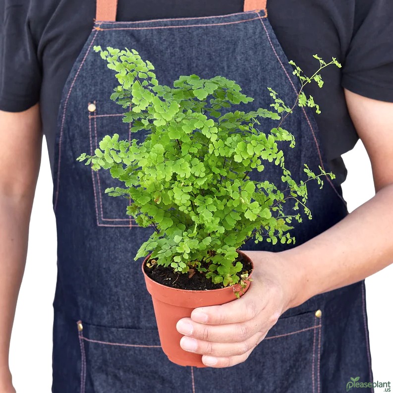 Maidenhair Fern - Adiantum Raddianum Plant