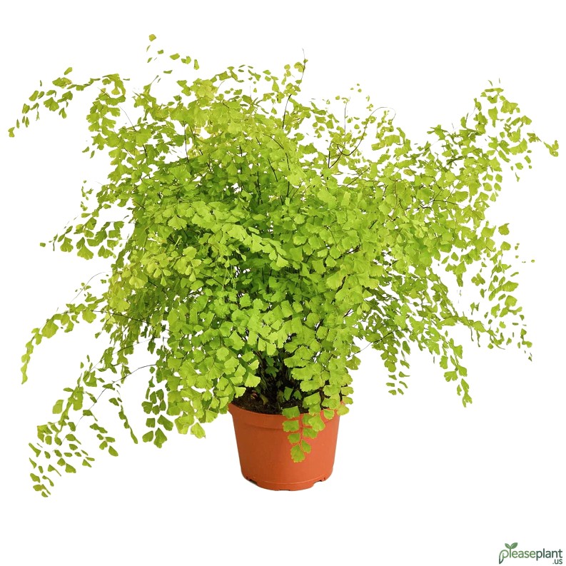 Maidenhair Fern - Adiantum Raddianum Plant 2