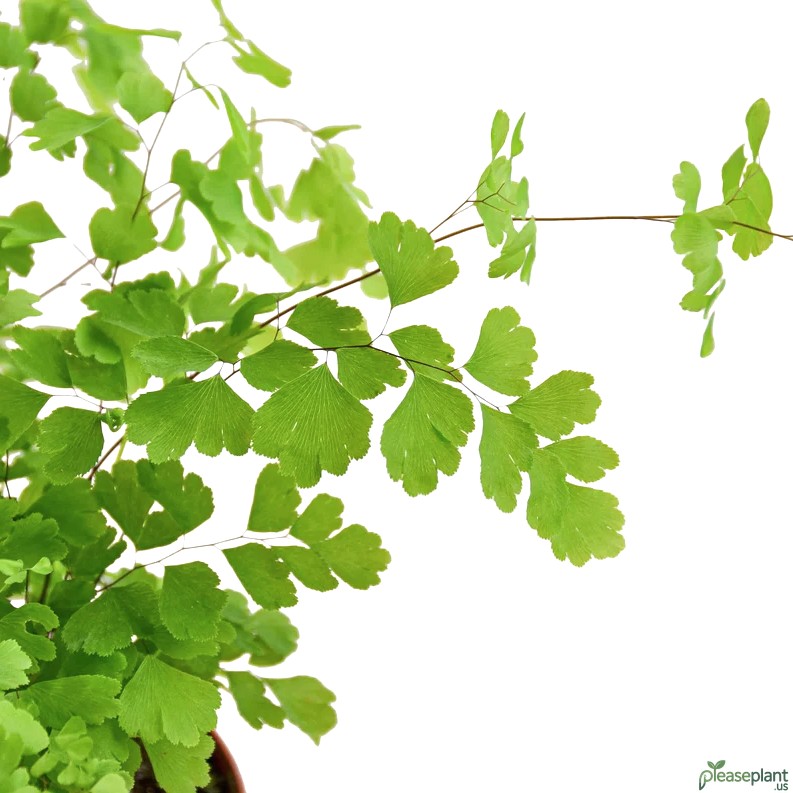 Maidenhair Fern - Adiantum Raddianum Plant 3
