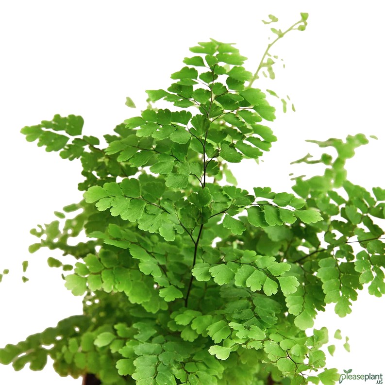Maidenhair Fern - Adiantum Raddianum Plant 4