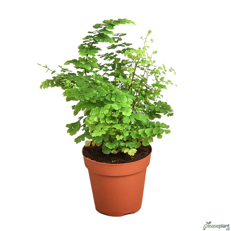 Is Maidenhair Fern Invasive? Landscaping Impact Review