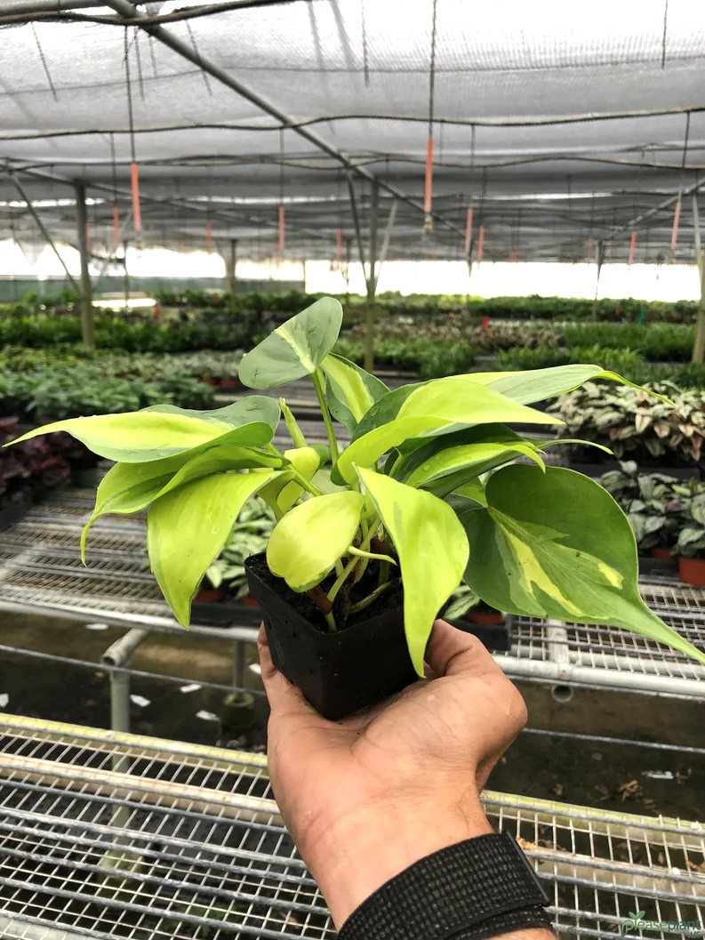 Yellow Leaves on 'Brasil' Philodendron? The Fix is Simple!
