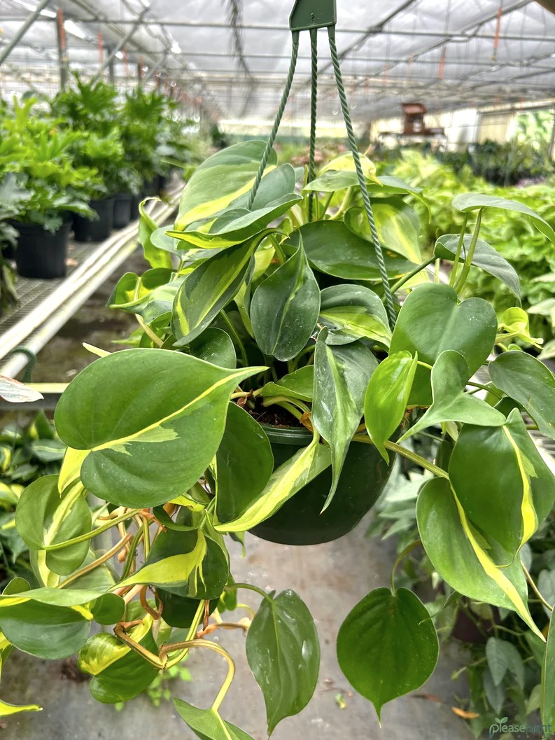 Philodendron 'Brasil' - Heartleaf Philodendron Plant 2