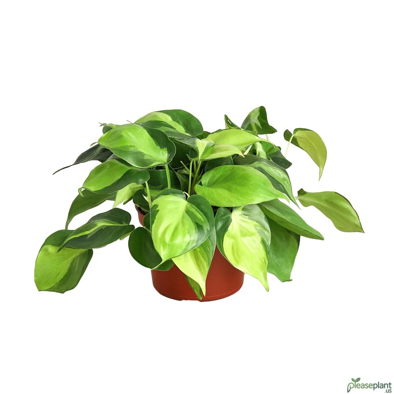 Philodendron 'Brasil' - Heartleaf Philodendron Plant 3