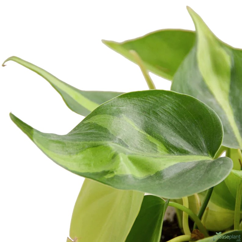 Philodendron 'Brasil' - Heartleaf Philodendron Plant 4
