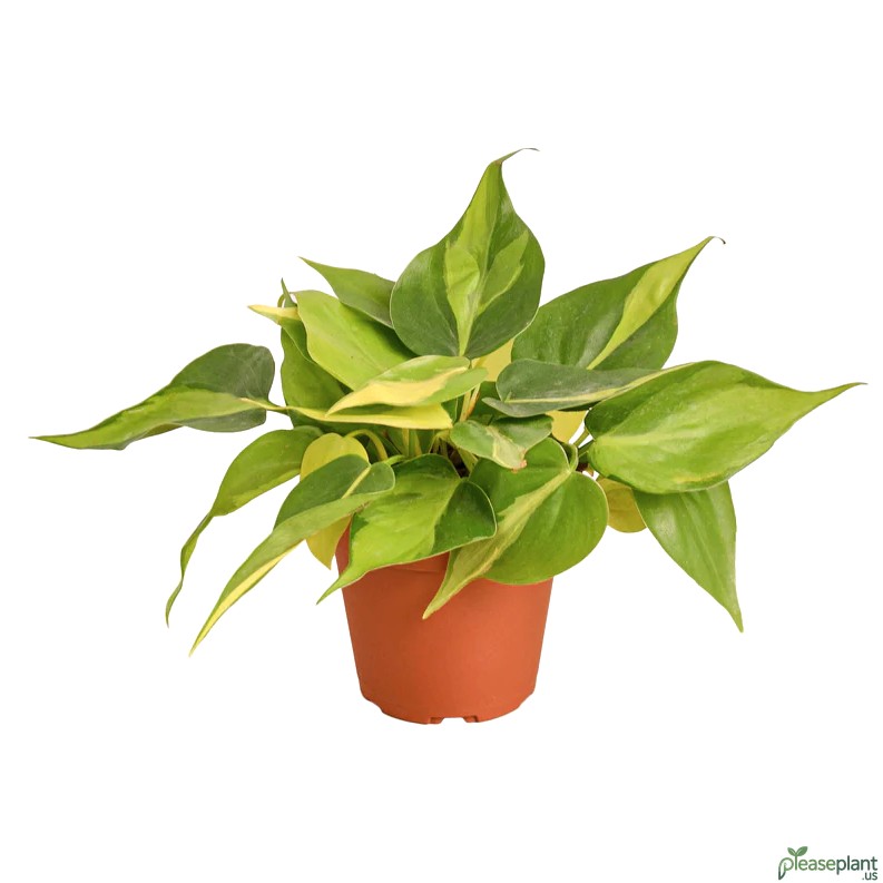 Philodendron 'Brasil' - Heartleaf Philodendron Plant 5