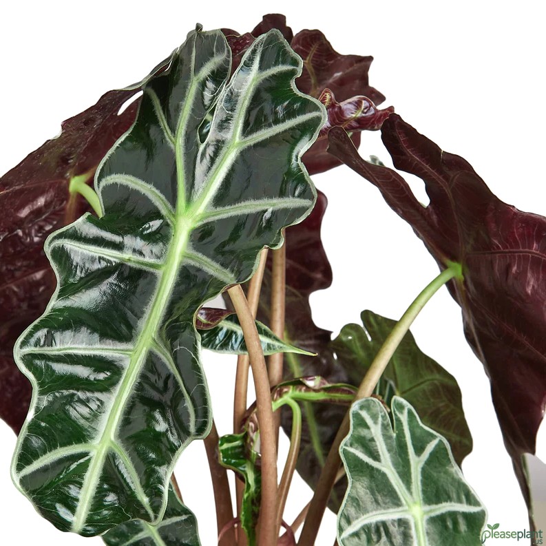 Alocasia Polly - African Mask Plant