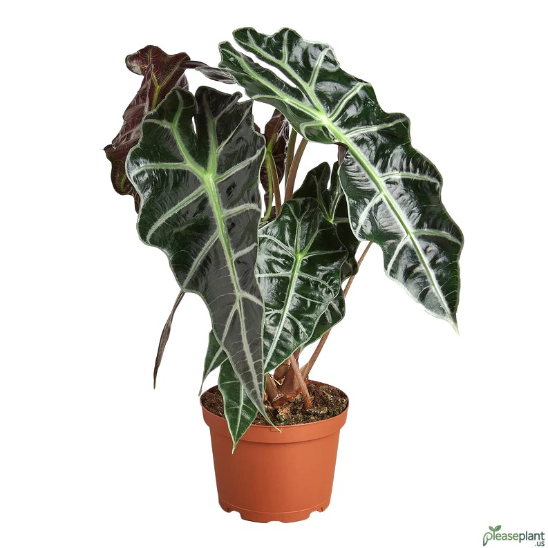 Your African Mask is killing leaves - Heres the true reason why