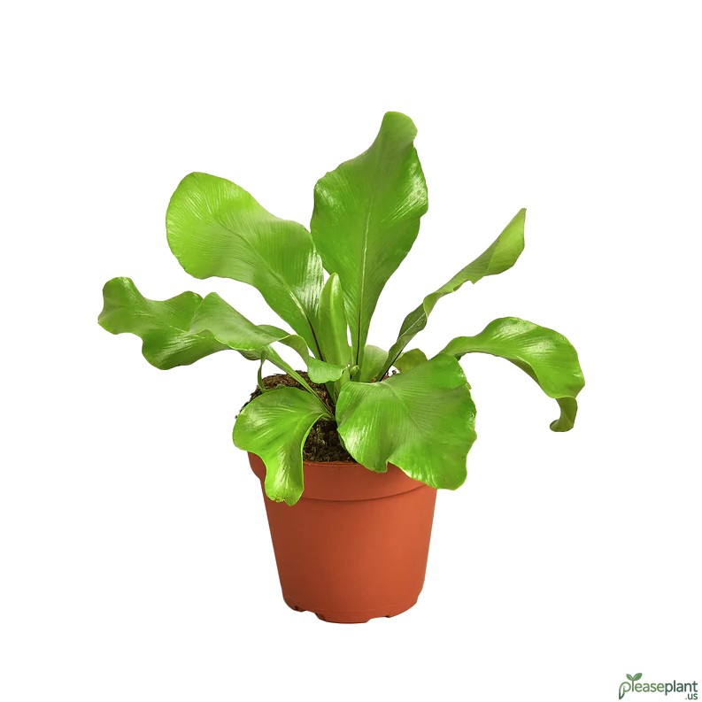 Bird's Nest - Nidus Fern Plant