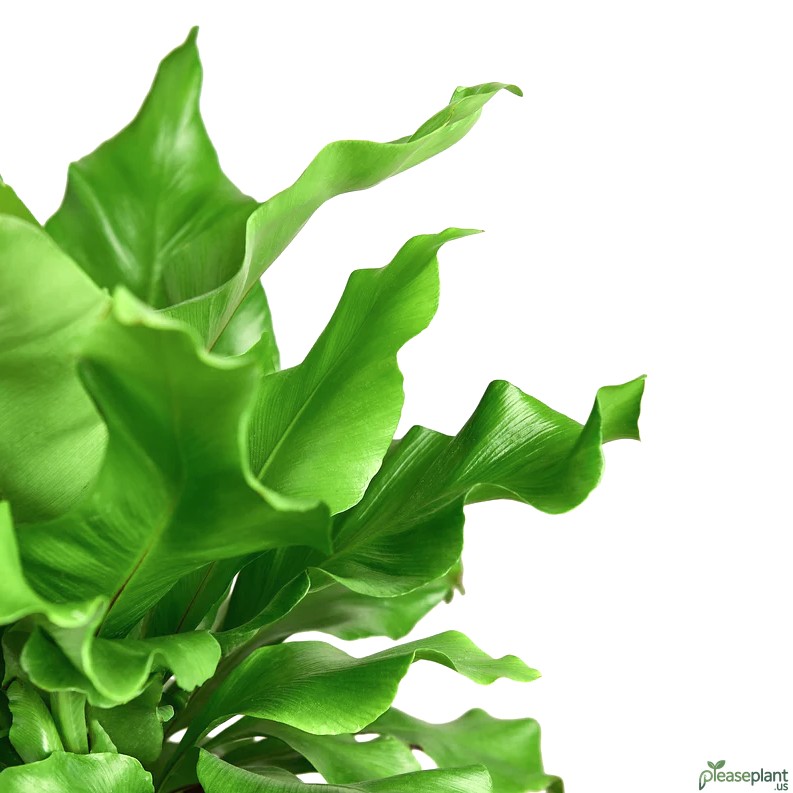 Keep Your Birds Nest Fern Alive All Winter - Simple Steps