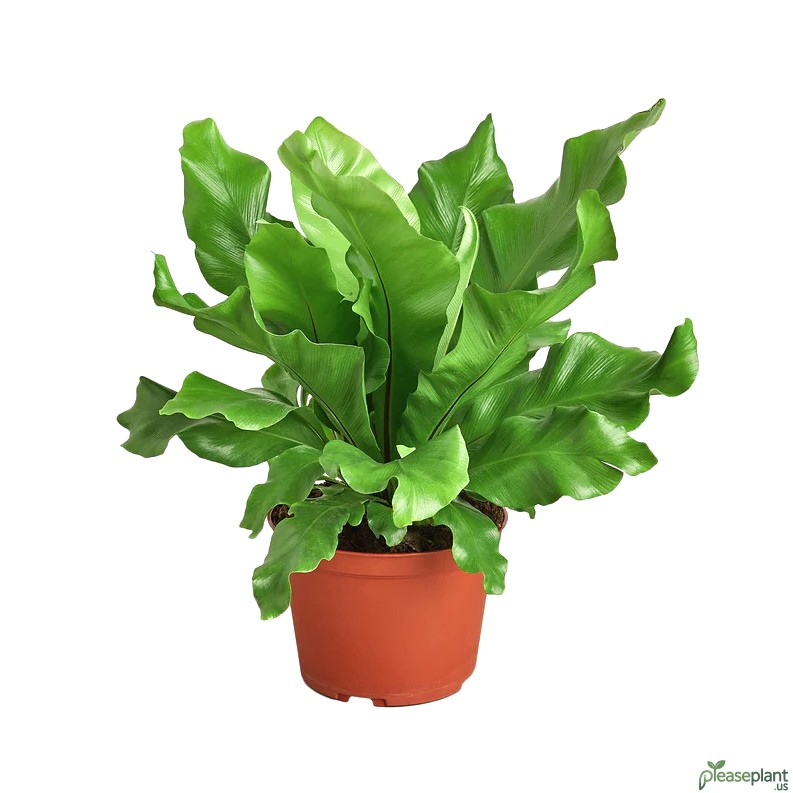 Is the Birds Nest Fern Toxic to Cats and Dogs Safe Info