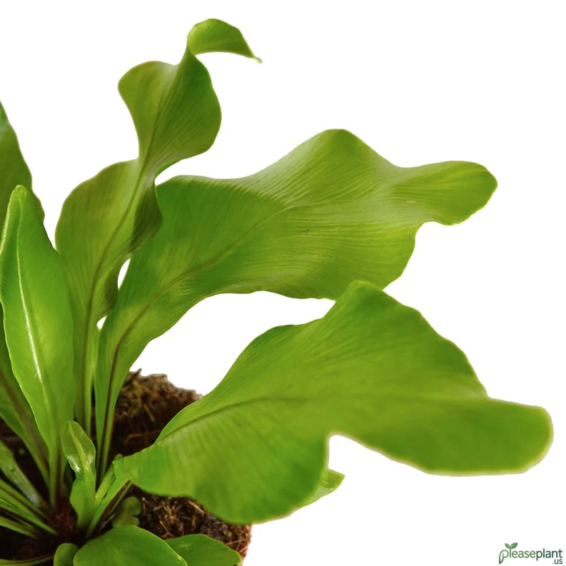 Is the Birds Nest Fern Toxic to Cats and Dogs Safe Info