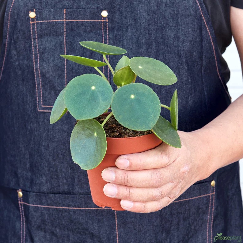 Pilea Peperomioides - Chinese Money Plant