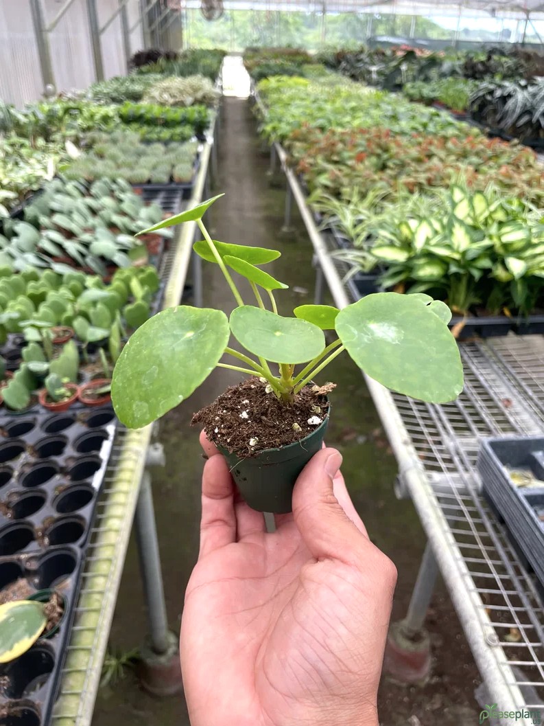 Pilea Peperomioides - Chinese Money Plant 2