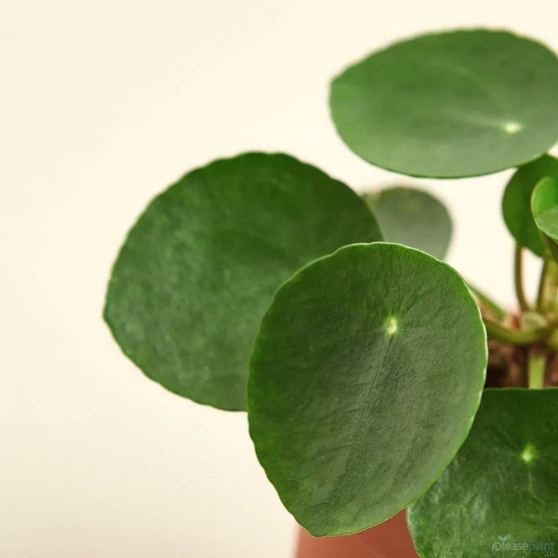 Chinese Money Plant and Its Spiritual Meaning