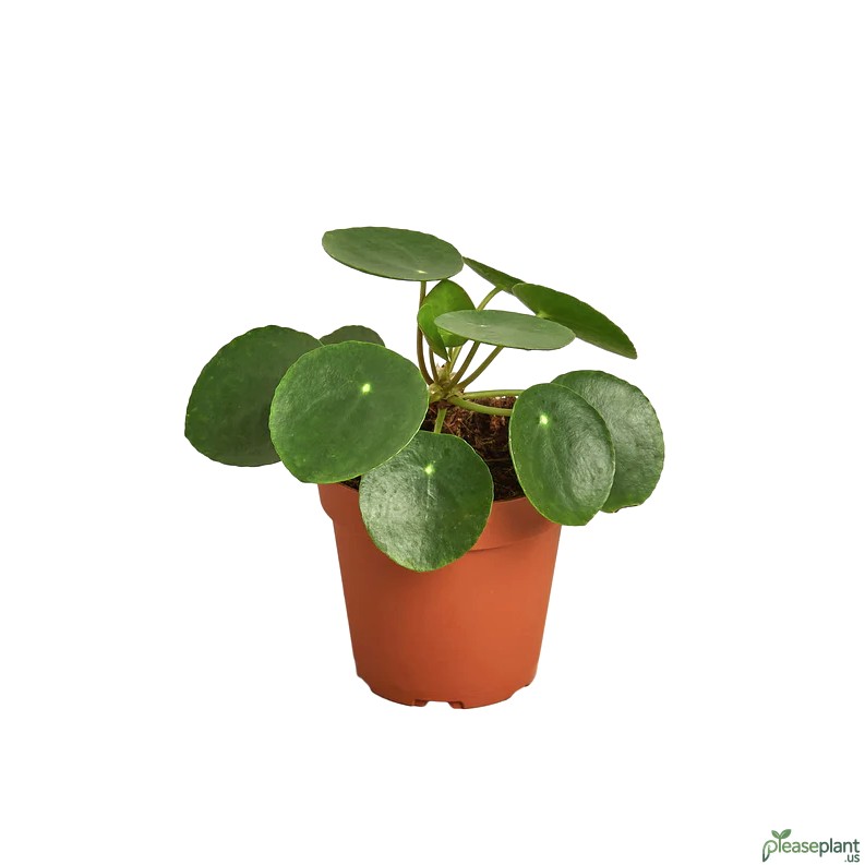 Chinese Money Plant and Its Spiritual Meaning