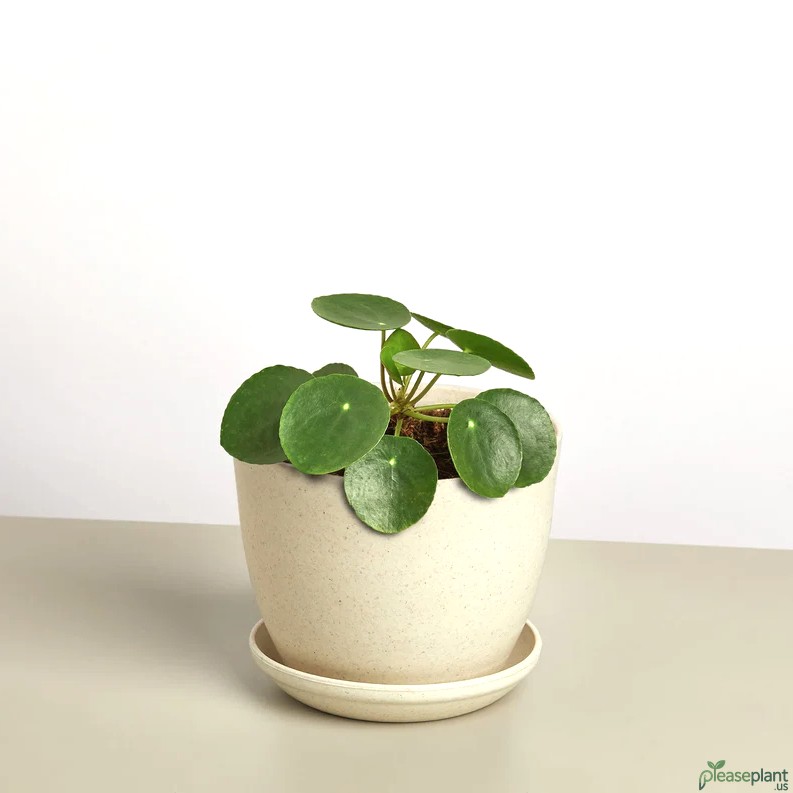 How to avoid making Chinese Money Plant toxic for cats and dogs