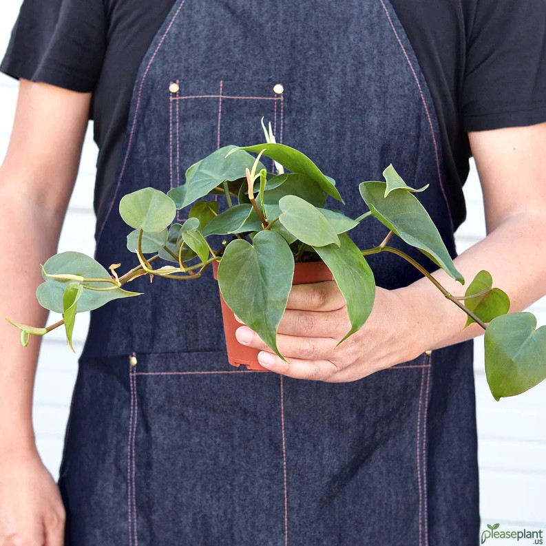 Philodendron Cordatum Heartleaf Plant