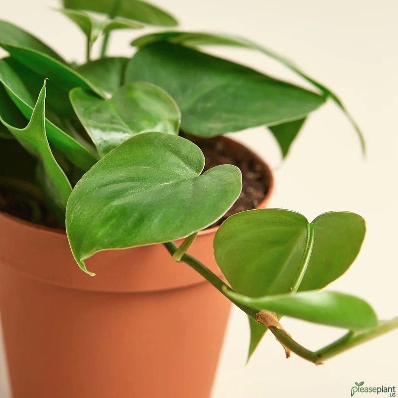 Philodendron Cordatum Heartleaf Plant 2