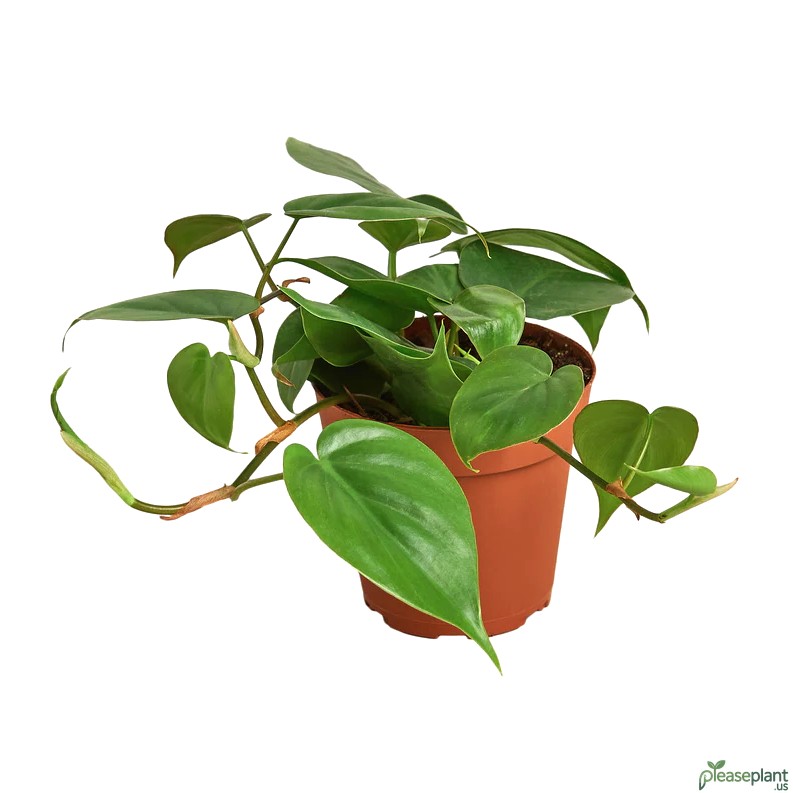 Pothos vs Heartleaf: Know The Key Leaf Difference