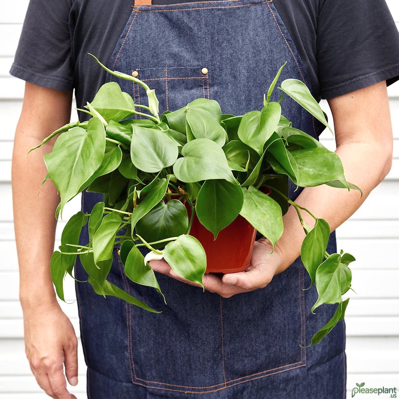 Pothos vs Heartleaf: Know The Key Leaf Difference