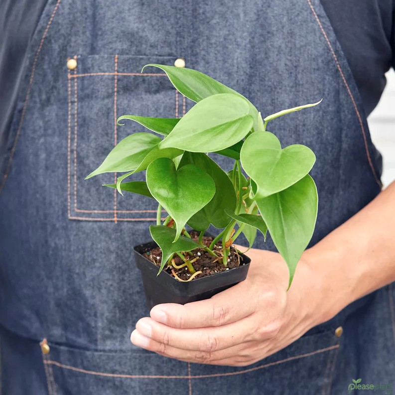 Philodendron Cordatum Heartleaf Plant 5