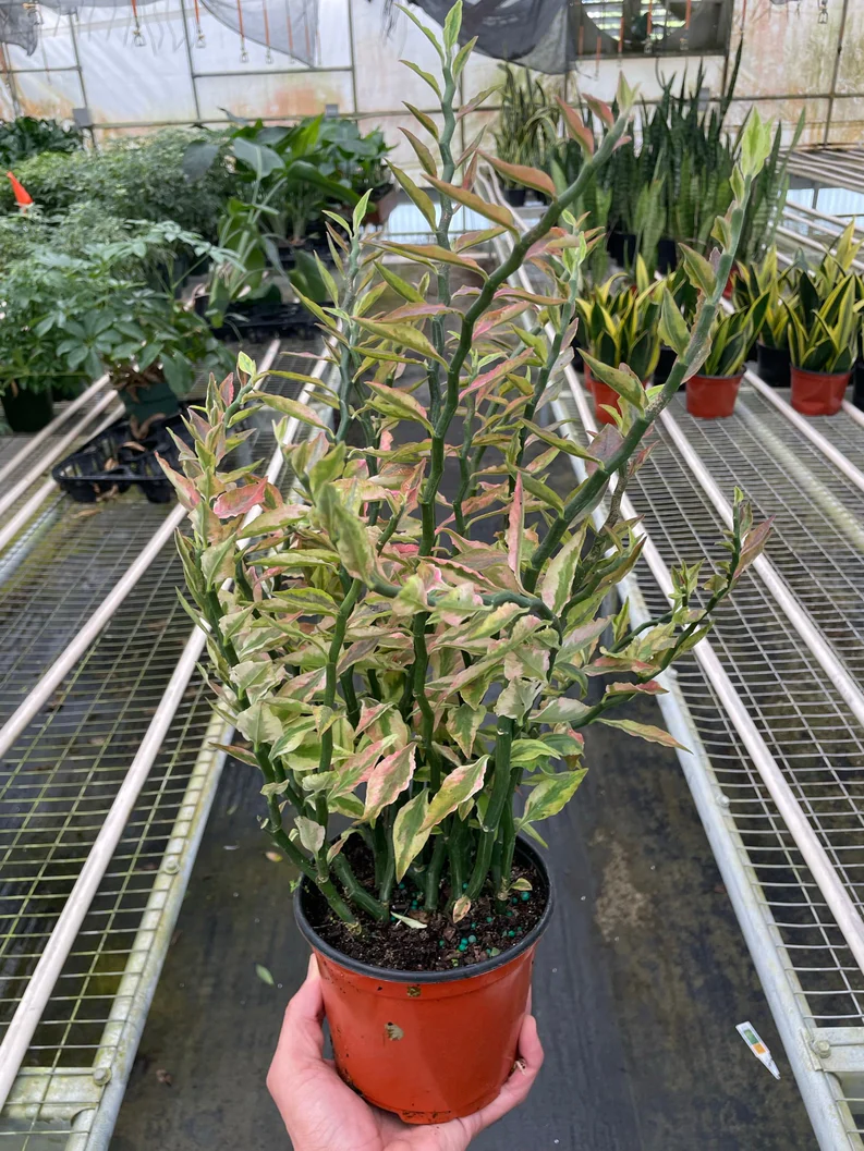 Variegated Devil's Backbone Euphorbia - Zig-Zag Plant