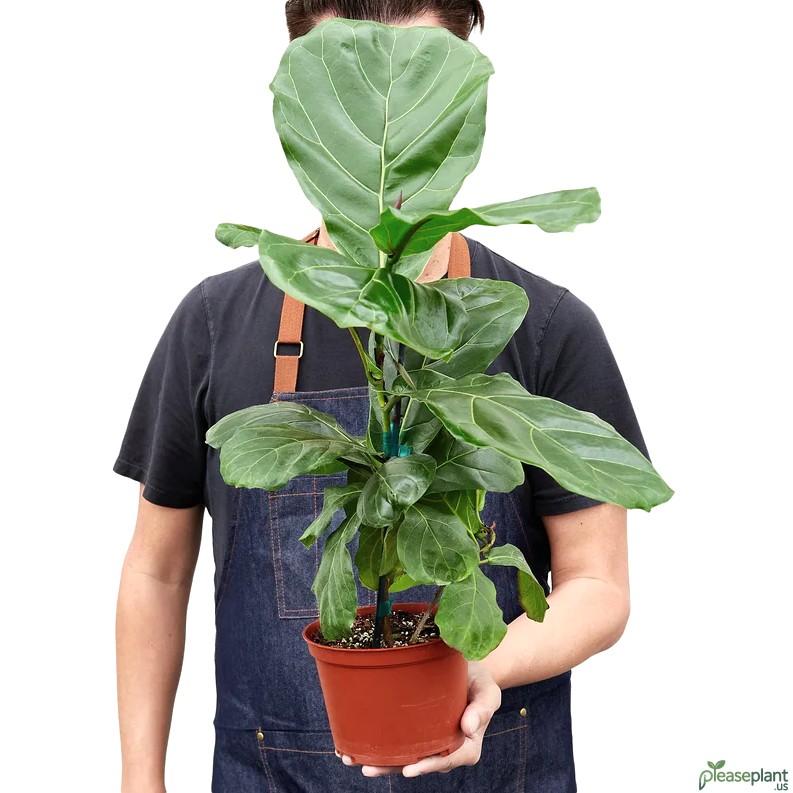 Ficus Lyrata - Fiddle Leaf Fig Plant