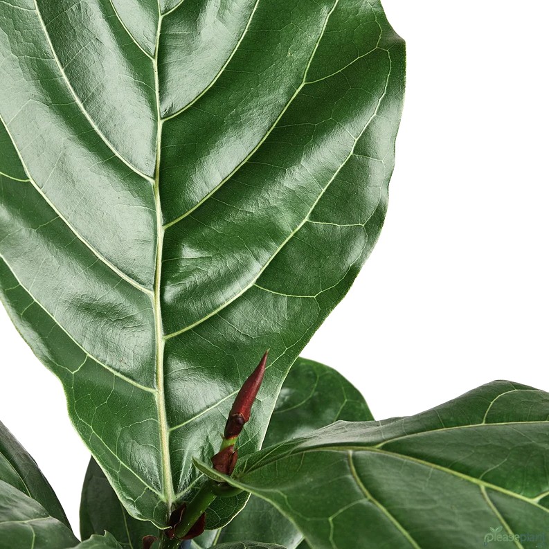 Fiddle Leaf Fig Toxicity: Safe for Pets and Children?