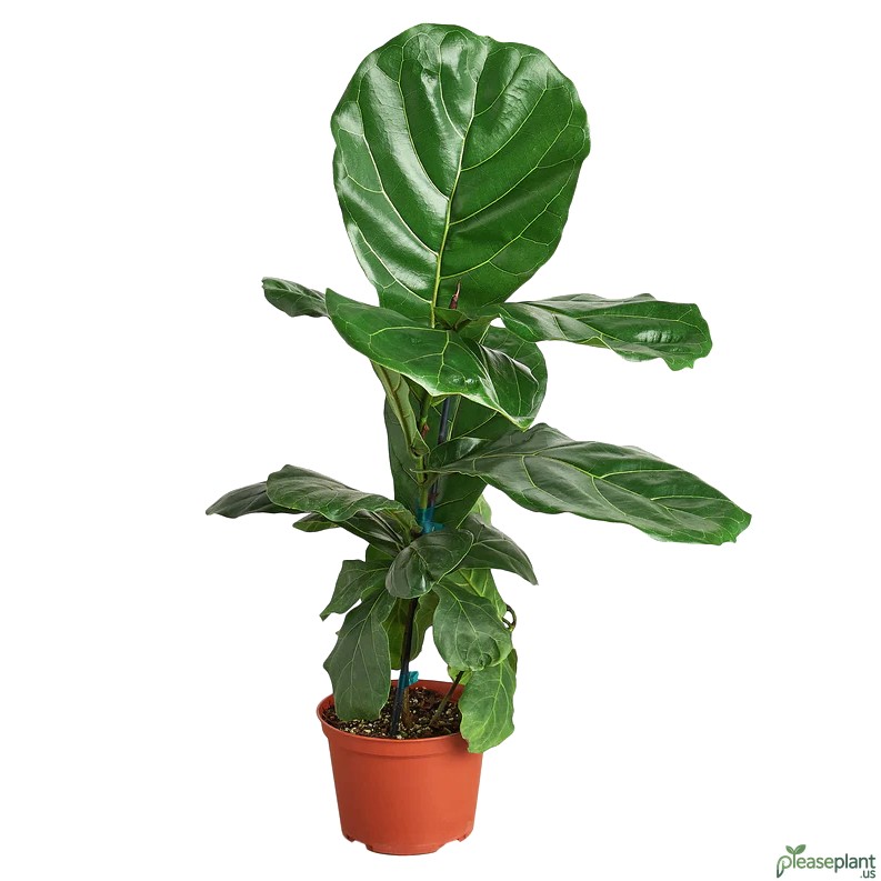 Ficus Lyrata Light Needs: Bright, Indirect Sun Secrets