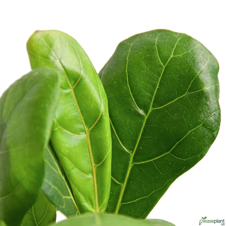 Ficus Lyrata Light Needs: Bright, Indirect Sun Secrets