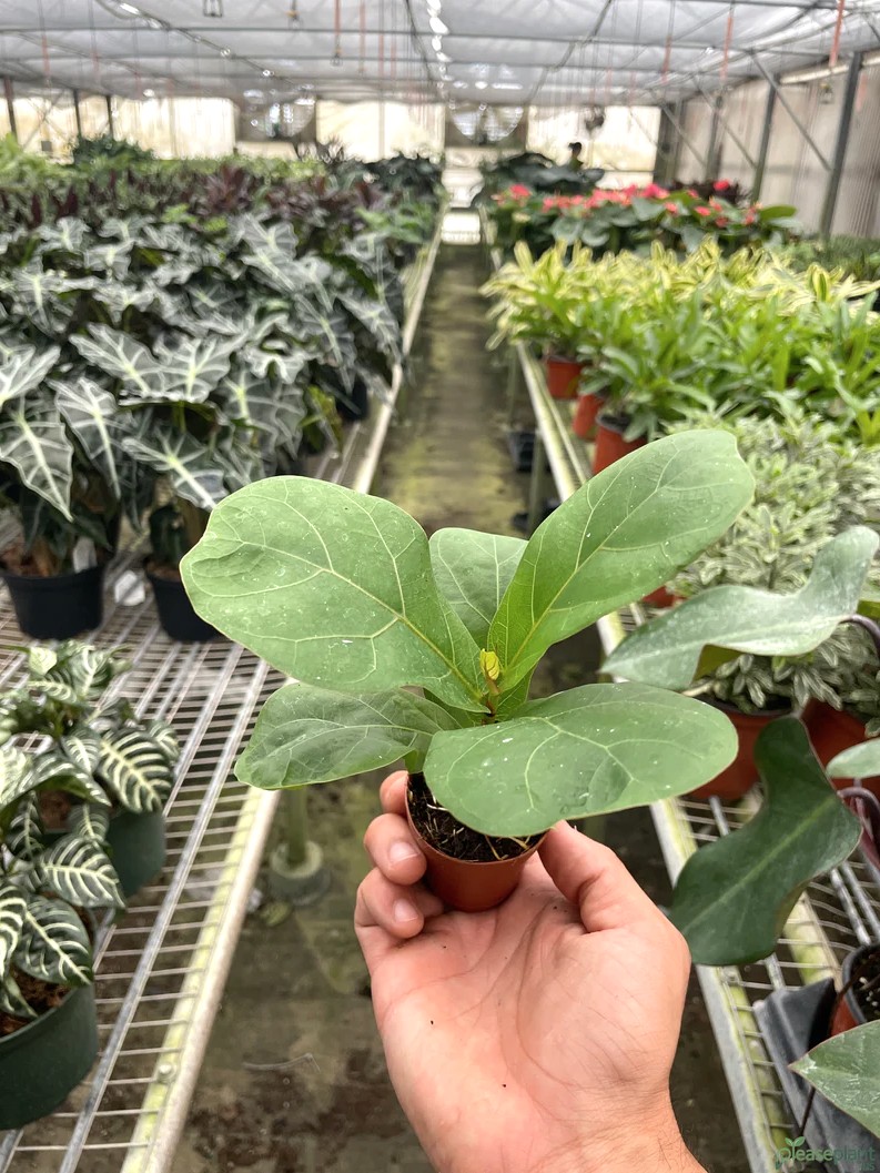 Repotting Ficus Lyrata: When Your Fiddle Fig Needs a New Pot