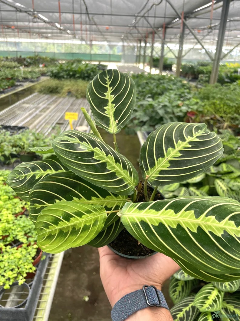 Maranta Lemon Lime Plant