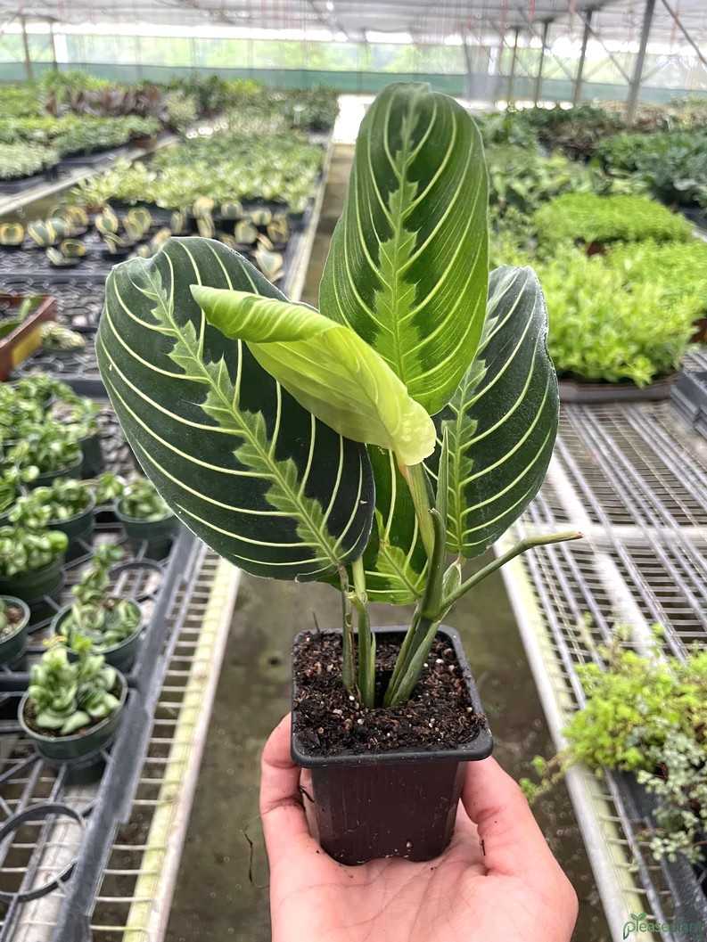 Maranta Lemon Lime Plant 2