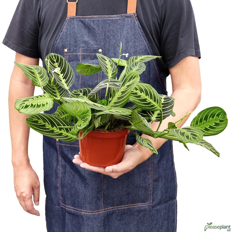 Is Your Lemon Lime Maranta Getting Enough Light
