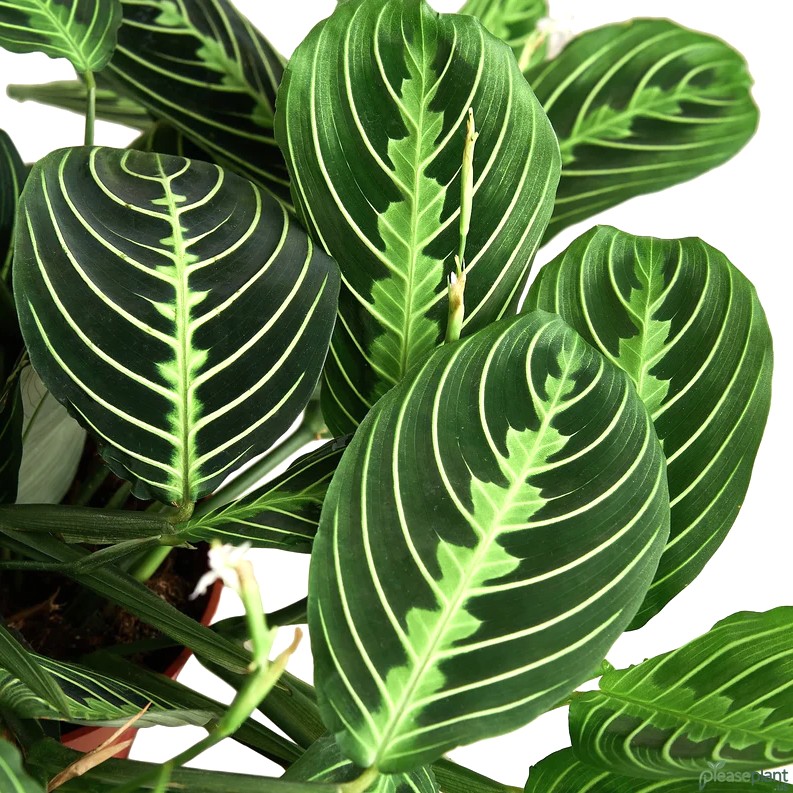 Is Your Lemon Lime Maranta Getting Enough Light