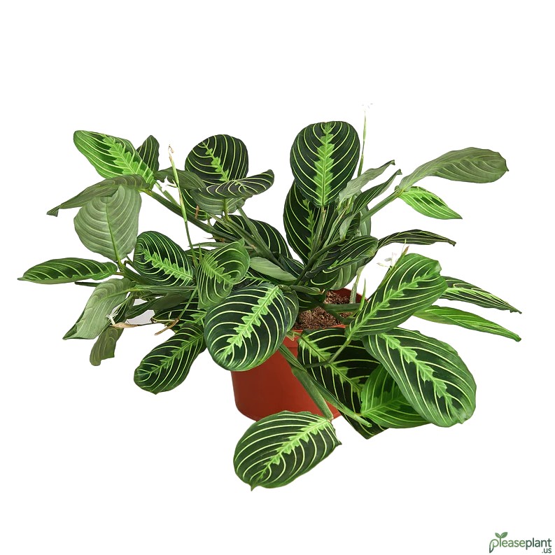 Repotting a Lemon Lime Maranta / Step-by-Step [Bonus: Is it cat/dog safe?]