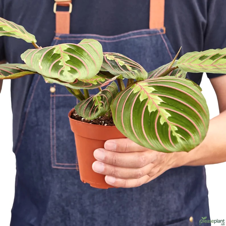 Maranta Red - Prayer Plant
