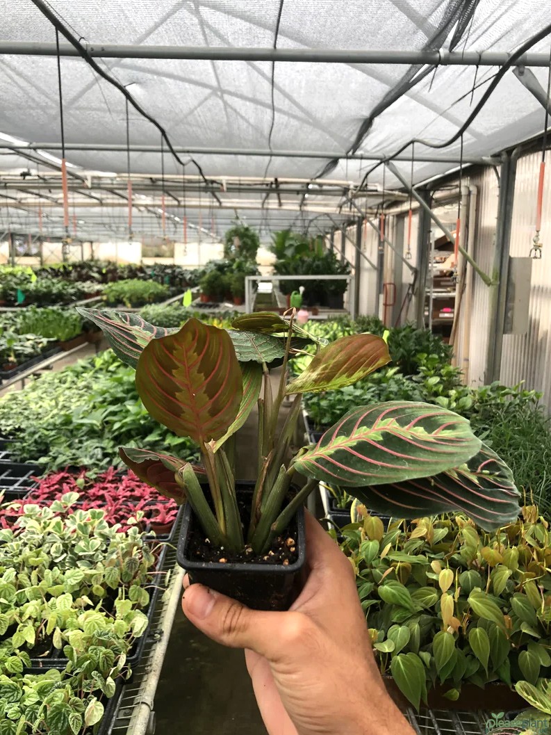 Brazilian Rainforest: The Red Prayer Plant's Origin