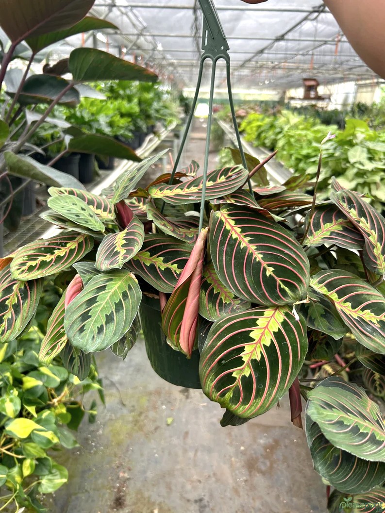 Red Prayer Plant: The Pet-Safe Houseplant You Need