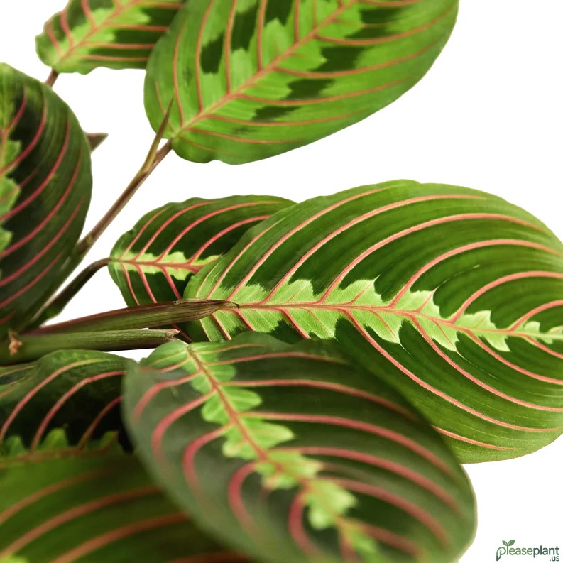 Red Prayer Plant: The Pet-Safe Houseplant You Need