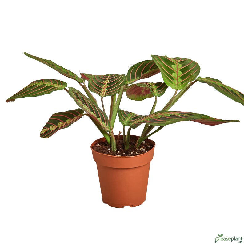 Is the Red Prayer Plant an Indoor or Outdoor plant? My Advice