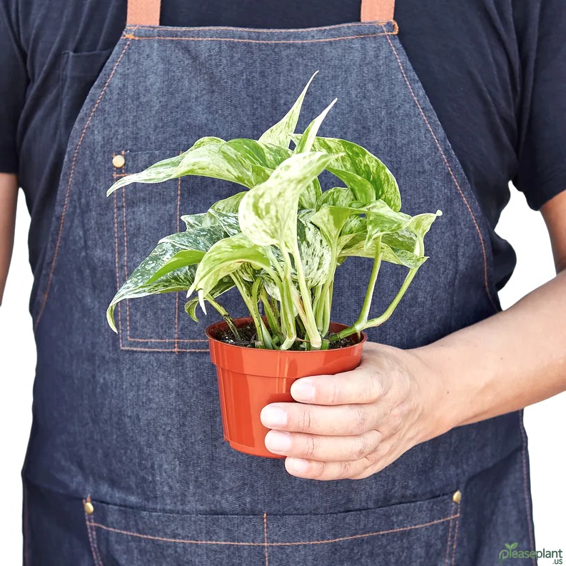 Pothos Marble Queen - Does it actually purify air