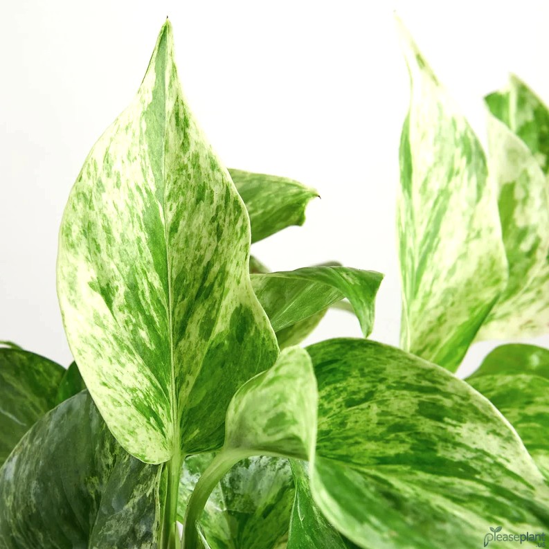 Pothos Marble Queen - Does it actually purify air