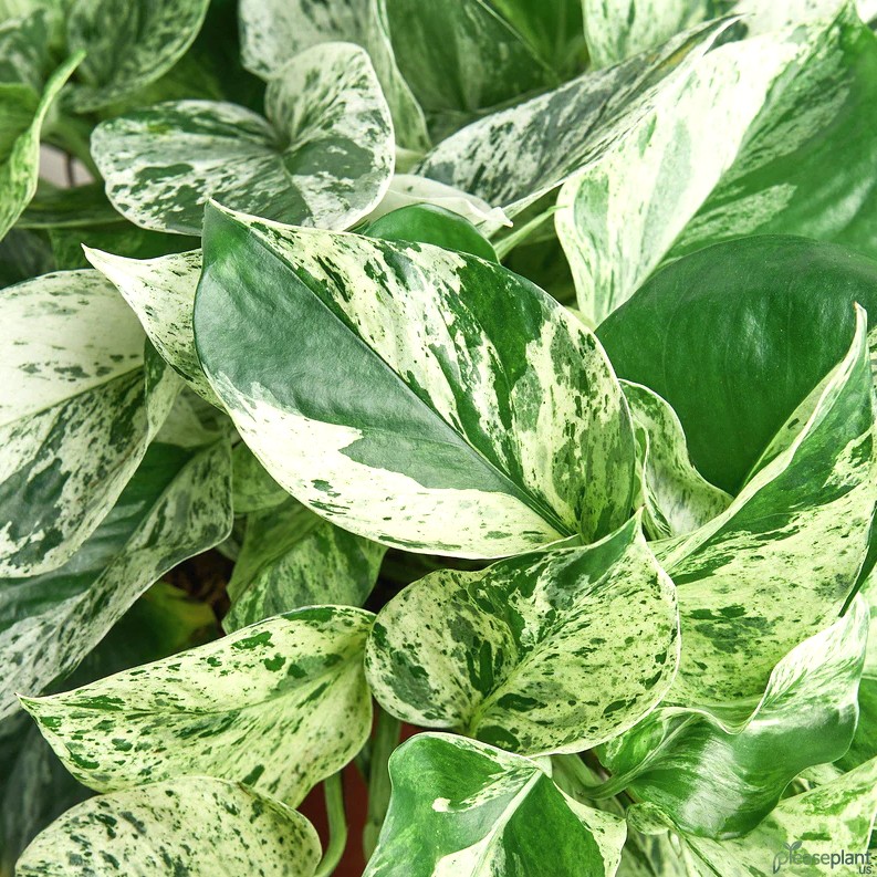 Pothos Marble Queen - Snow Queen Plant 3