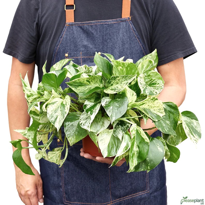 Pothos Marble Queen - Snow Queen Plant 4