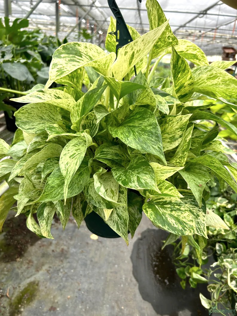 Pothos Marble Queen - Snow Queen Plant 5