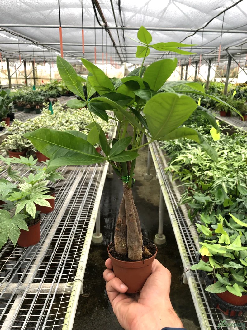Why is the Money Tree So Lucky? Feng Shui & Fortune