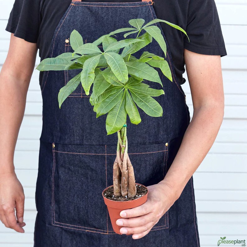 Money Tree 'Guiana Chestnut' - Pachira Braid 2